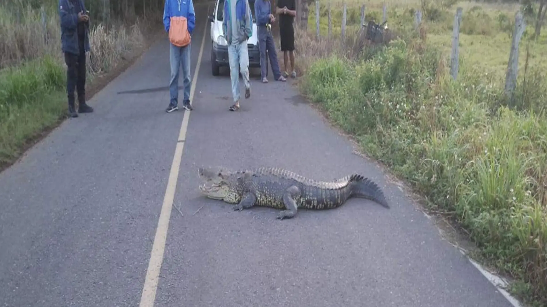 Cocodrilo en carretera de Vega de Alatorre